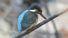 DSCN7956：カワセミ（メス）