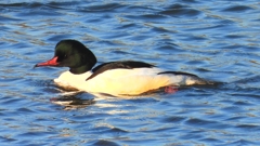 DSCN6374：カワアイサ