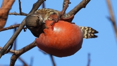 DSCN8657：コゲラ