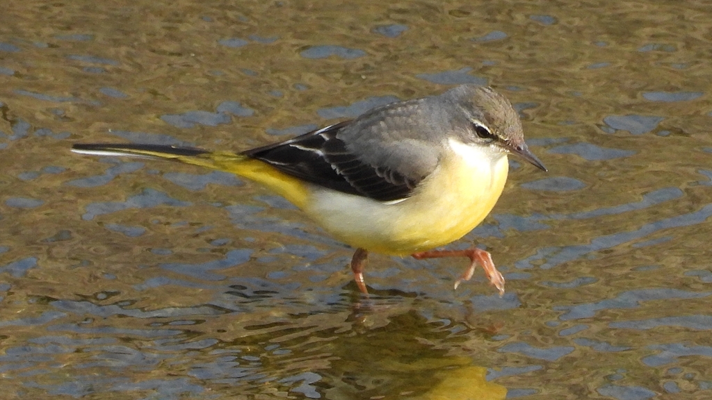 DSCN7489：キセキレイ