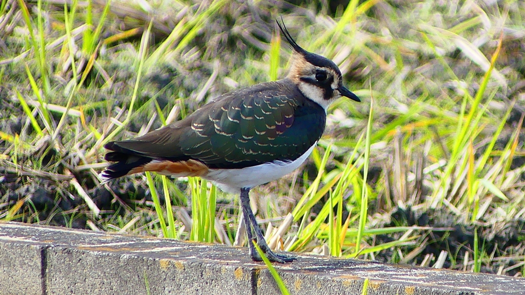 P2340810：タゲリ