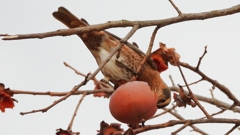 DSCN8592：ハチジョウツグミ