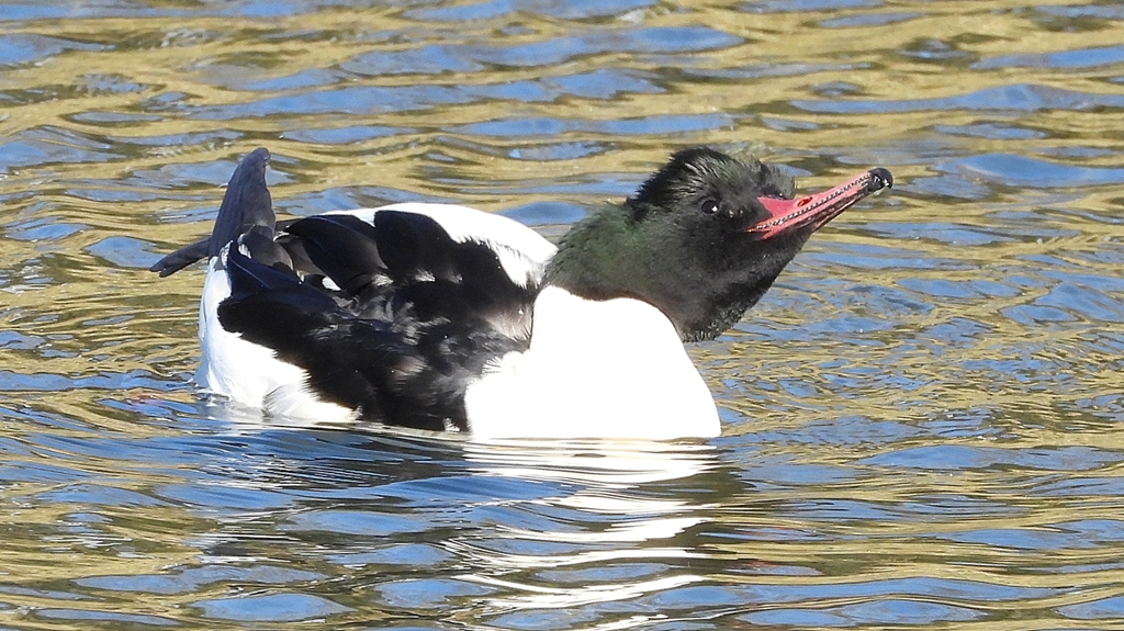 DSCN1839：カワアイサ（オス）