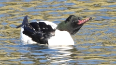 DSCN1839：カワアイサ（オス）