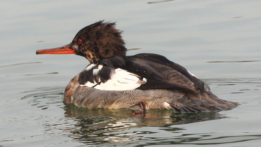 DSCN7191：ウミアイサ