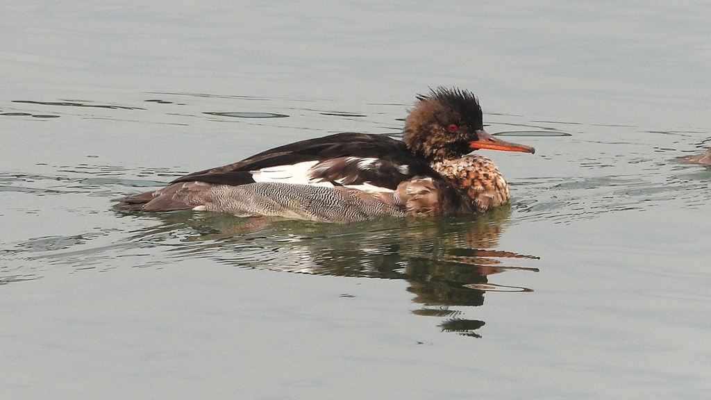 DSCN7261：ウミアイサ