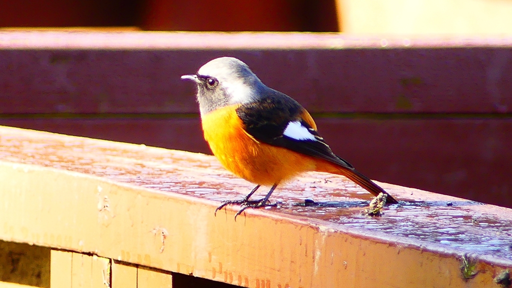 P2370557：ジョウビタキ（オス）