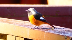 P2370557：ジョウビタキ（オス）