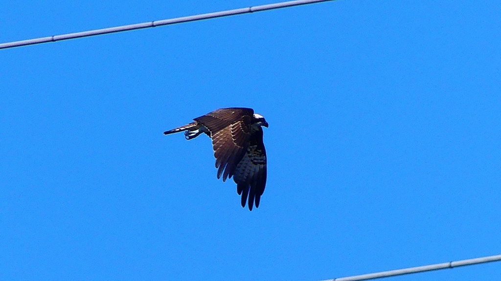 P2270463：飛ぶミサゴ