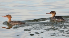 DSCN3212：ウミアイサ