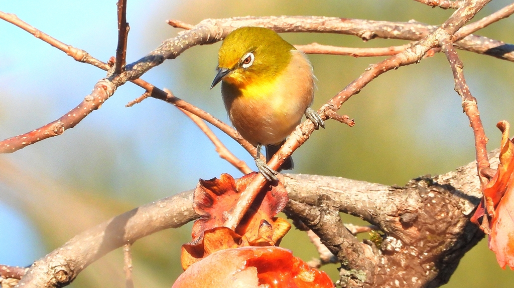 DSCN6976：メジロ