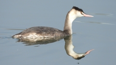 DSCN4300：カンムリカイツブリ