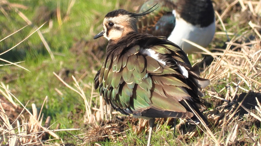 DSCN6641：タゲリ