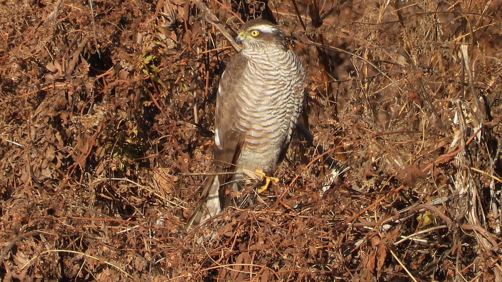 DSCN5384：ハイタカ