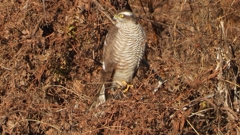 DSCN5384：ハイタカ