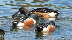 DSCN0120：ハシビロガモ