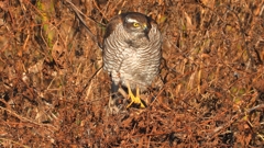 DSCN5510：ハイタカ