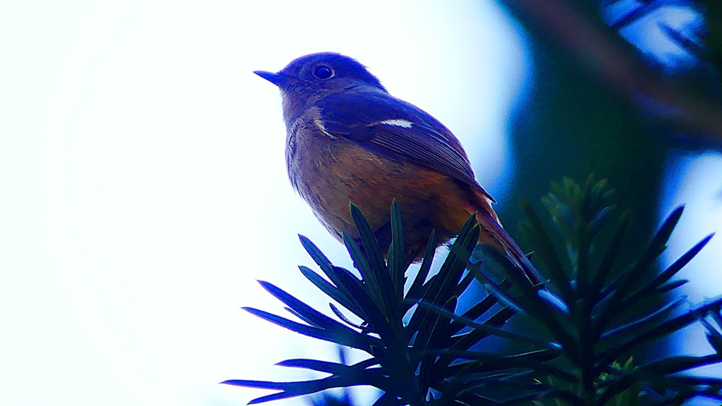 P2400358：ジョウビタキ（メス）