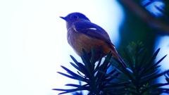 P2400358：ジョウビタキ（メス）