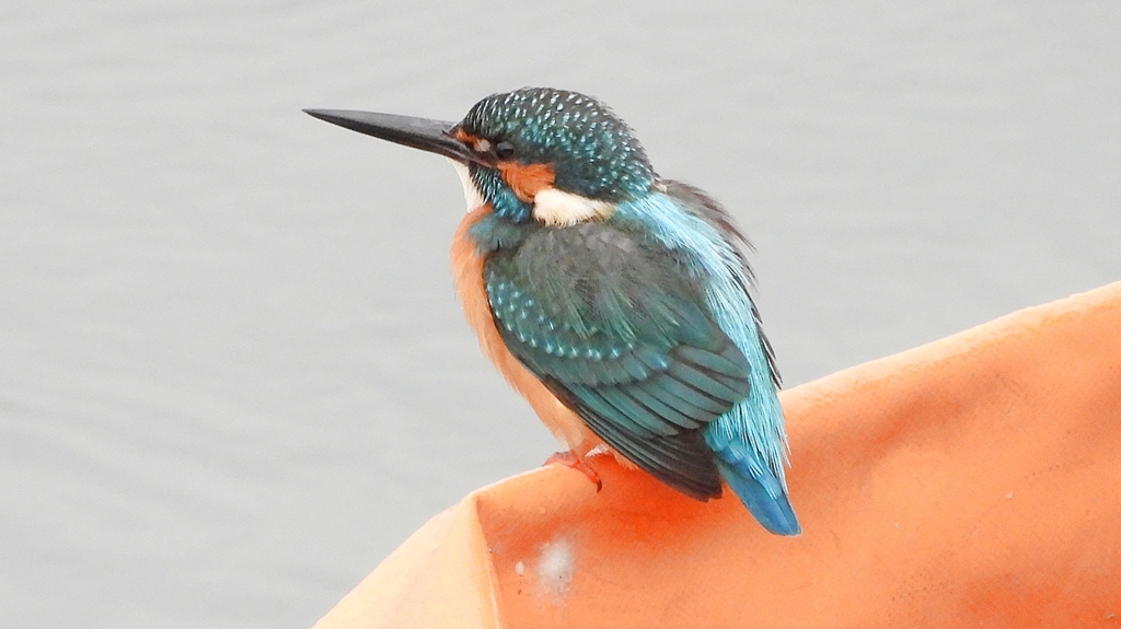 DSCN3386：カワセミ（オス）