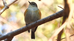 DSCN8096：ルリビタキ（メスタイプ）