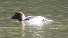 DSCN2304：ホオジロガモ（メス）