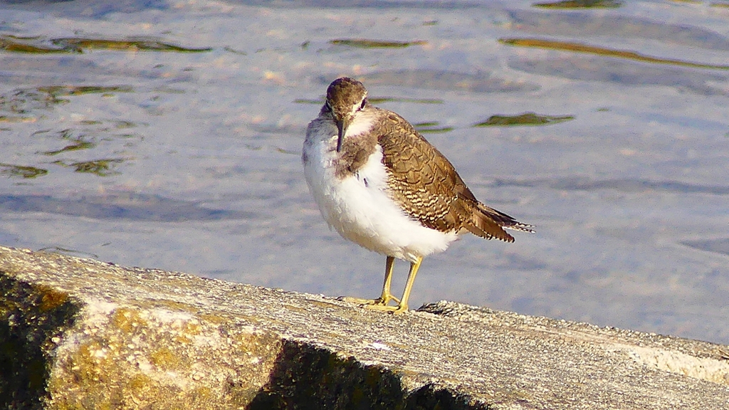 P2360667：イソシギ