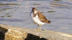 P2360667：イソシギ