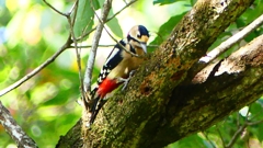 P2250421：アカゲラ（メス）
