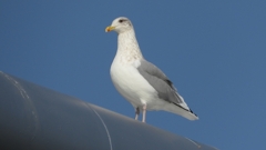 DSCN4324：セグロカモメ