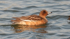 DSCN3914：ヒドリガモ（メス）