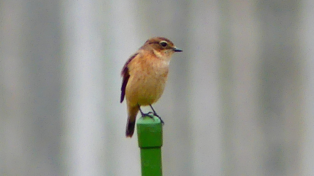 P2260810：ノビタキ