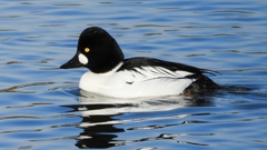 DSCN2694：ホオジロガモ（オス）