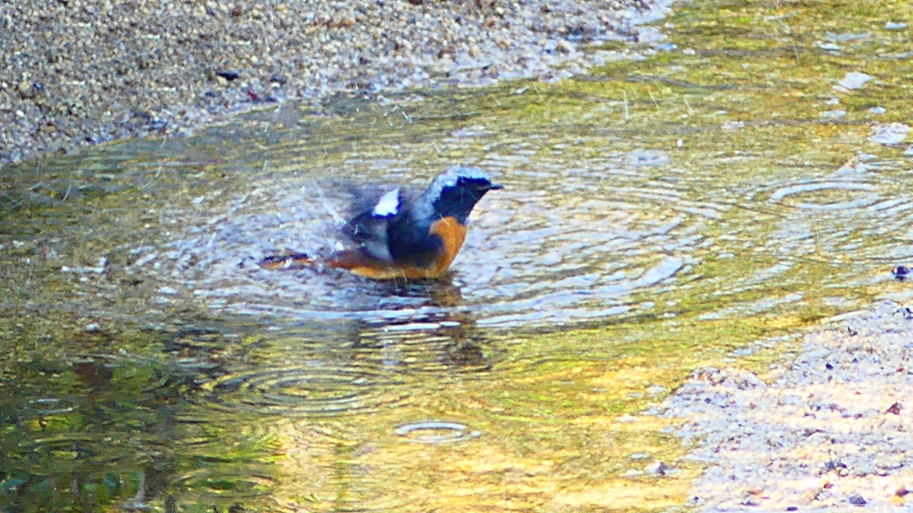 P2330045：ジョウビタキ（オス）