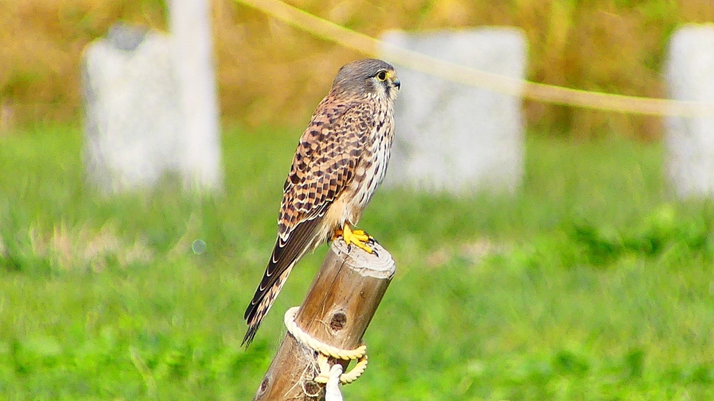P2340503：チョウゲンボウ