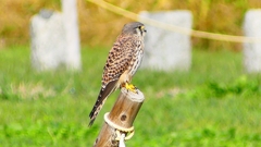 P2340503：チョウゲンボウ