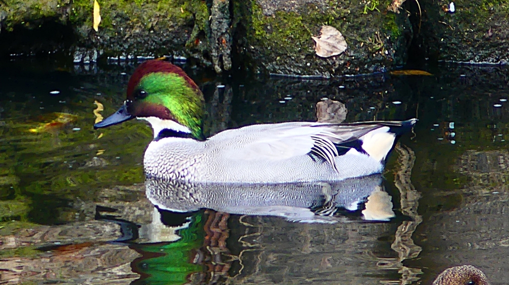 P2390733：ヨシガモ（オス）