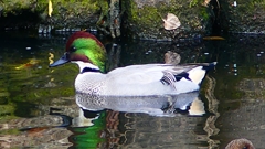 P2390733：ヨシガモ（オス）