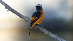 P2330090：ジョウビタキ（オス）