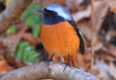 DSCN9068：ジョウビタキ（オス）