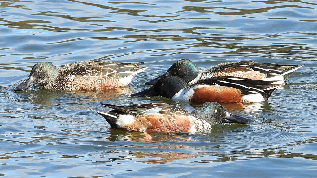 DSCN0103：ハシビロガモ