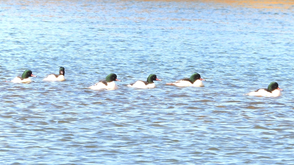 DSCN5838：カワアイサ