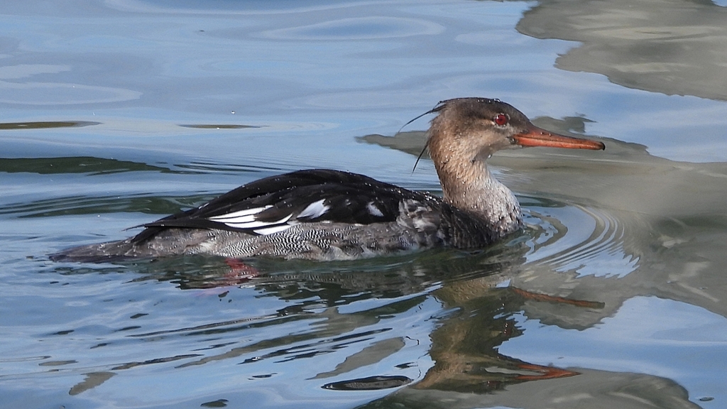 DSCN3170：ウミアイサ（オス）