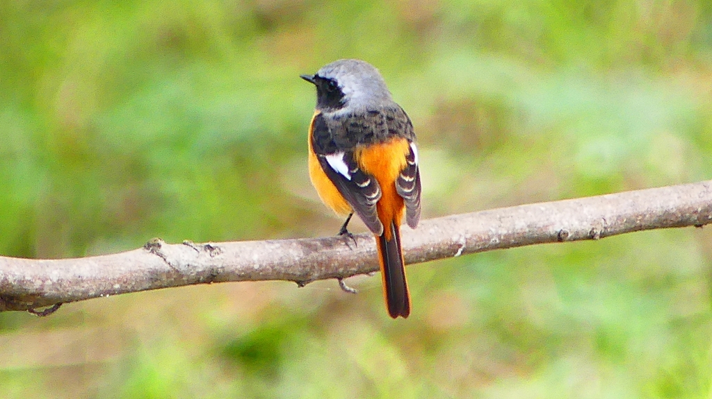 P2370062：ジョウビタキ（オス）