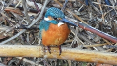 DSCN5136：カワセミ（オス）