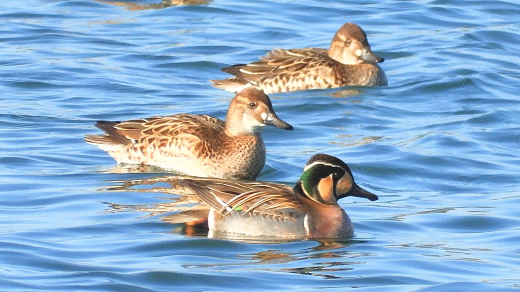 DSCN1133：トモエガモ