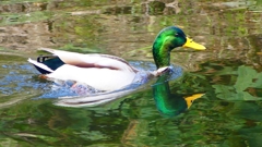 P2390770：マガモ（オス）