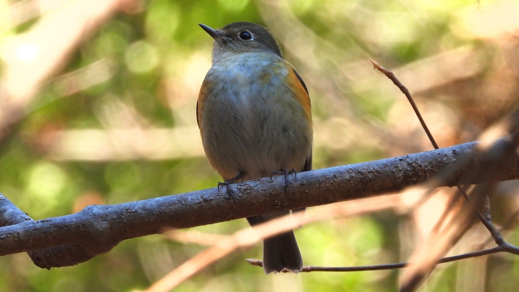 DSCN8099：ルリビタキ（メスタイプ）