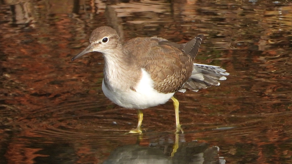 DSCN4055：イソシギ