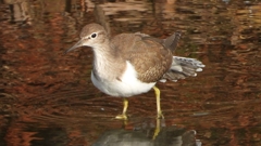 DSCN4055：イソシギ